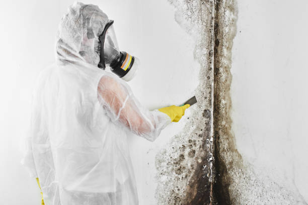 Best Residential Mold Remediation in Louise, TX