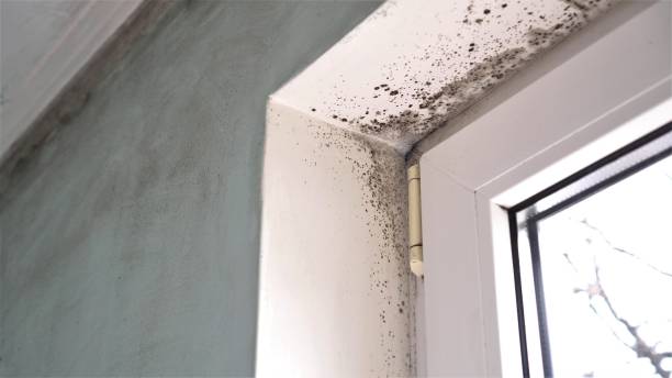 Best Attic Mold Remediation in Louise, TX