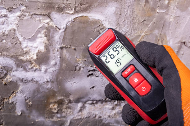 Best Basement Mold Remediation in Louise, TX