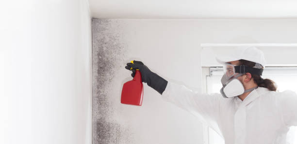Louise, TX Mold Remediation Company