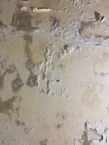 Best Commercial Mold Remediation in Louise, TX
