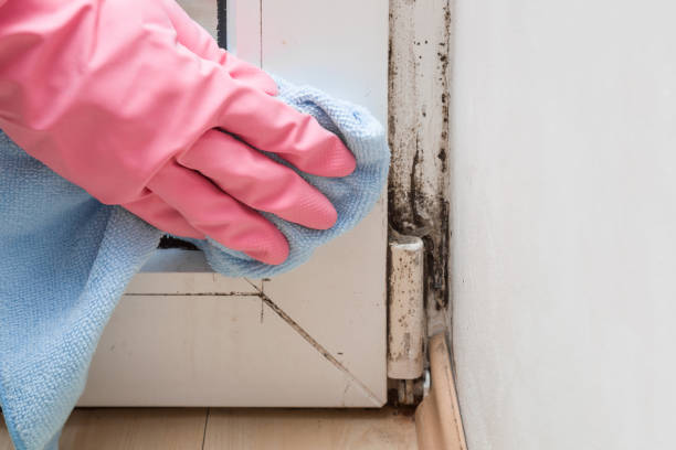 Best Mold Testing and Inspection Services in Louise, TX